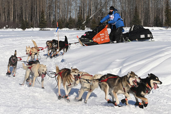 تزلج الكلاب على جبال الاسكا (4)