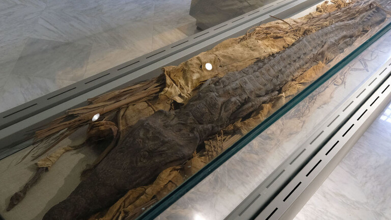 تمساح محنط من مصر القديمة