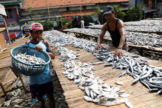 تجفيف الأسماك فى اندونيسيا (3)