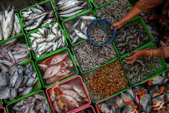تجفيف الأسماك فى اندونيسيا (1)