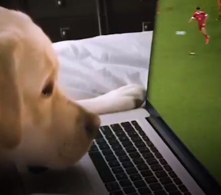 الكلب يتابع المباراة