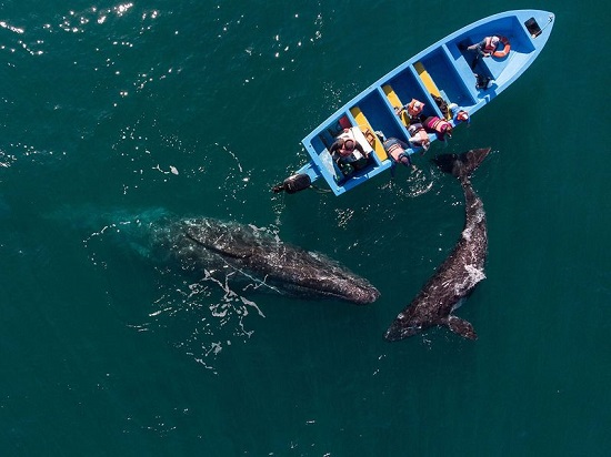 سائحو المكسيك يقضون وقتًا طويلاً مع الحيتان
