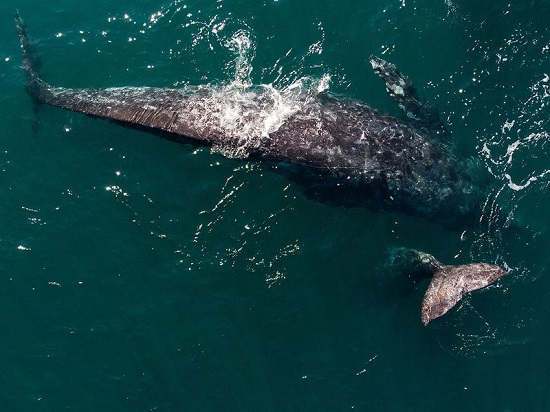 تسافر الحيتان الرمادية حوالي 9000 كيلومتر  سنويا