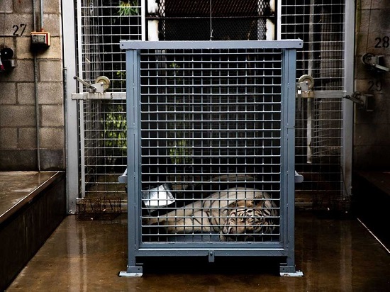 تم نقل أكثر من 890 حيوان من حديقة حيوان بوينس آيرس المغلقة
