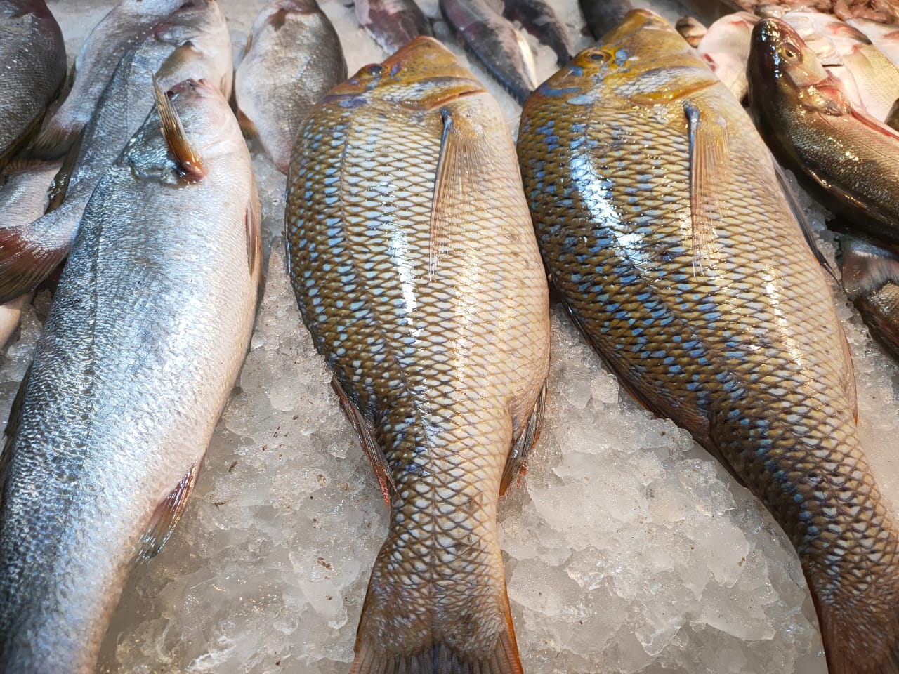 سوق الأنصاري للاسماك بمحافظة السويس (4)