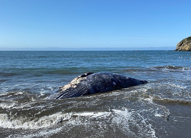 4 حيتان نافقة على سواحل خليج سان فرانسيسكو  (1)