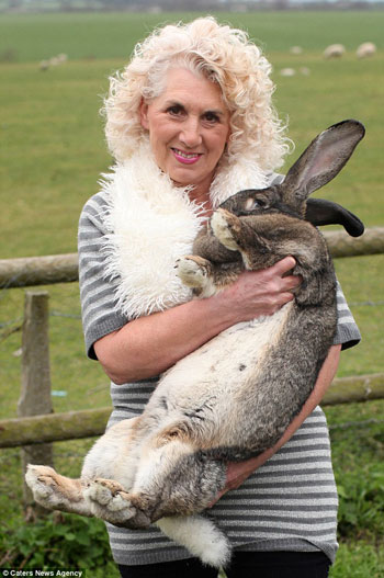 داريوس اطول أرنب فى العالم (2)