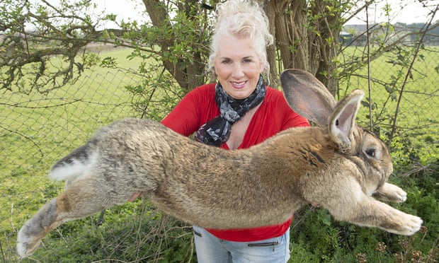 داريوس اطول أرنب فى العالم (1)