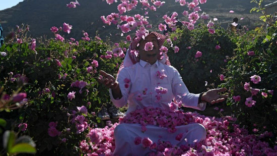مدينة الورود فى السعودية تتحول إلى لوحة وردية تزدهر خلال رمضان (7)