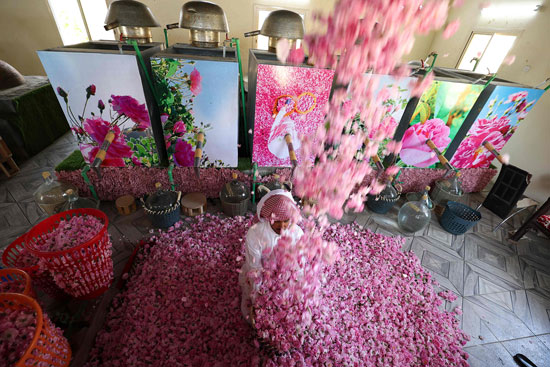 مدينة الورود فى السعودية تتحول إلى لوحة وردية تزدهر خلال رمضان (1)