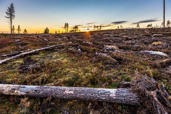 في كل عام  يتم قطع حوالي 1٪ من غابات السويد