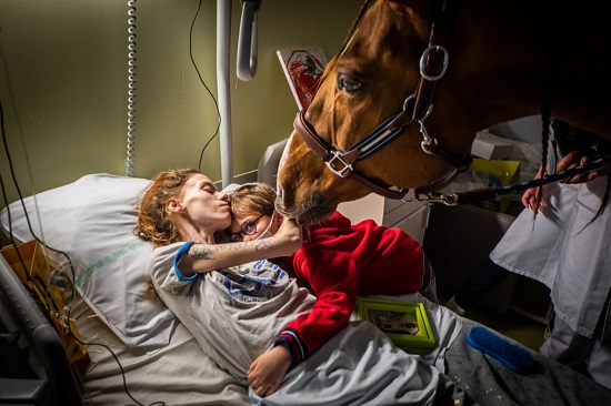الحصان باييو يلطف عن مرضى السرطان