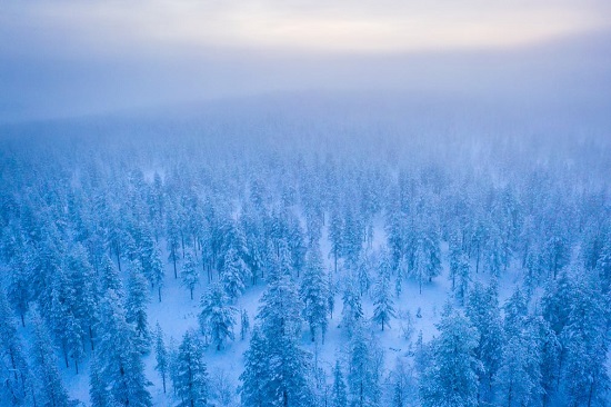 أشجار التنوب هي أنواع الأشجار السائدة في السويد
