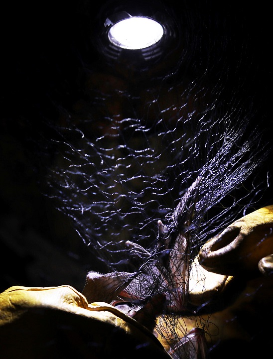 خفاش مكسيكي طويل اللسان  واقع من شبكة أسر