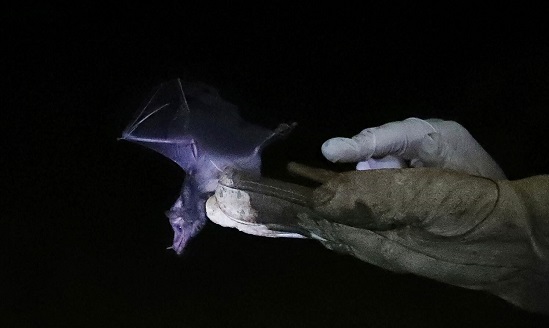 تم إطلاق خفاش مكسيكي طويل اللسان من قبل الجامعة