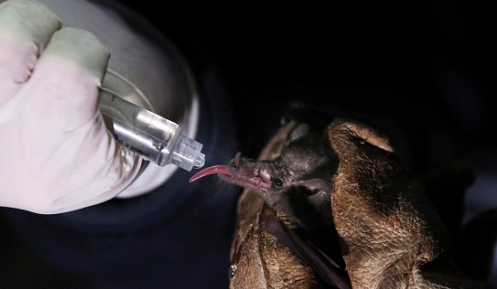 خفاش مكسيكي طويل اللسان يُغذى بمياه السكر بحقنة