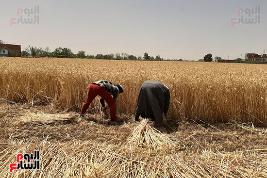 المزارعين-يحصدون-سنابل-القمح