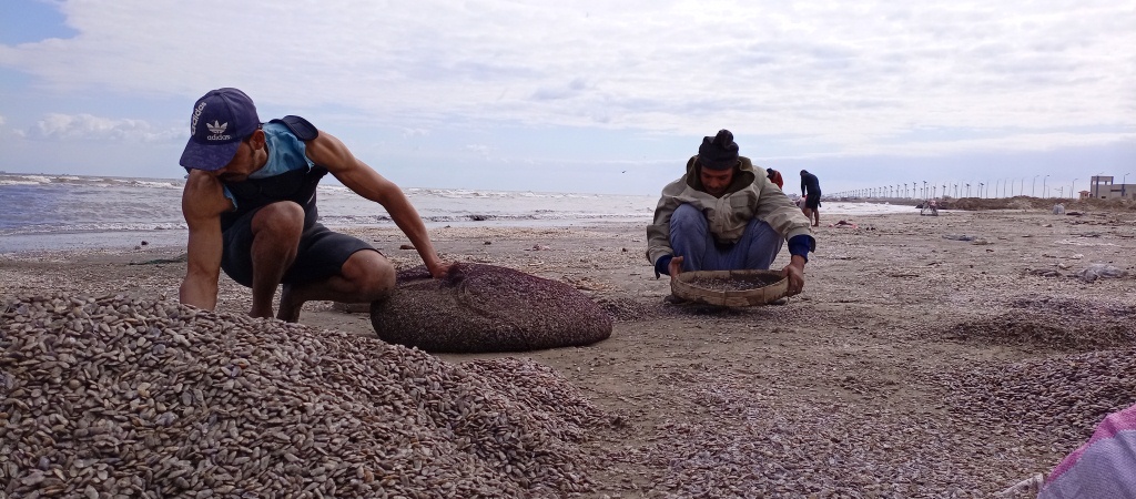 صيادو ام خلول  يقومون بتنظيفها على شاطىء  المتوسط