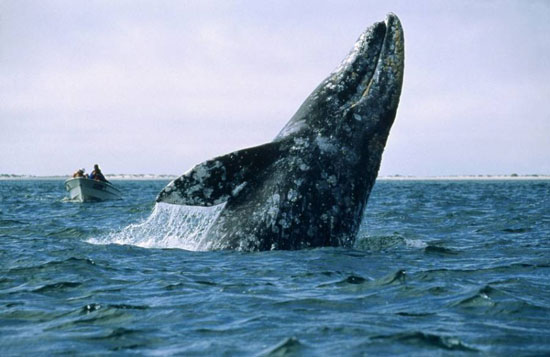الحوت الرمادى (3)