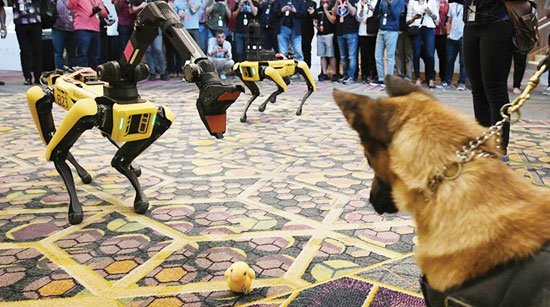 الكلب الروبوت (2)