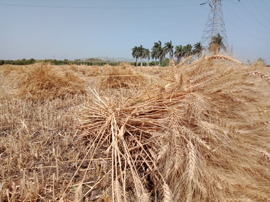 القمح فى مزارع القليوبية