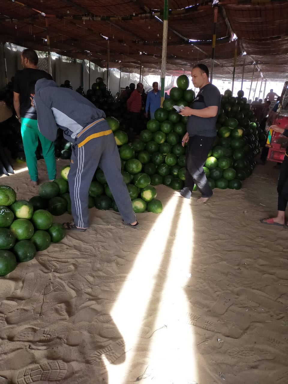 سوق البطيخ بالمحلة البيع على النوتة وعلى السكين (1)