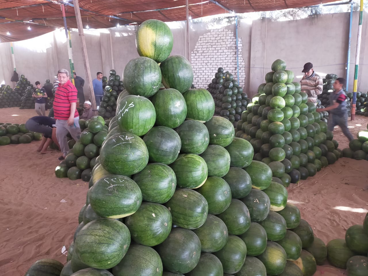 سوق البطيخ بالمحلة البيع على النوتة وعلى السكين (6)