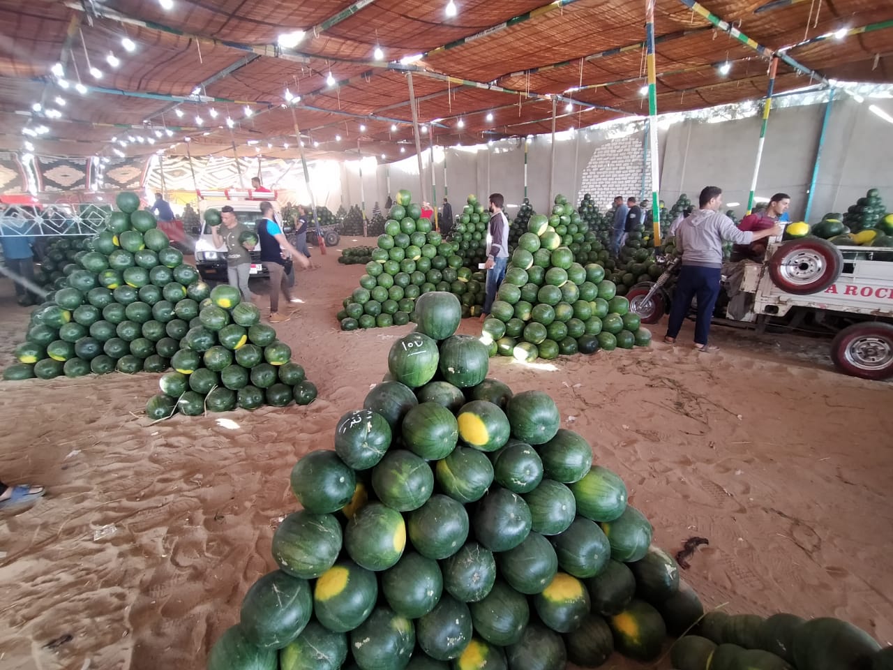 سوق البطيخ بالمحلة البيع على النوتة وعلى السكين (8)