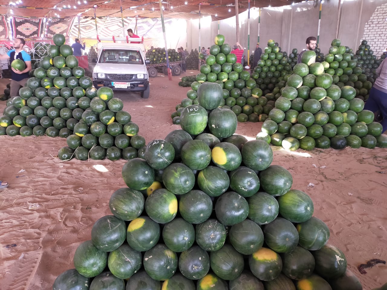 سوق البطيخ بالمحلة البيع على النوتة وعلى السكين (7)