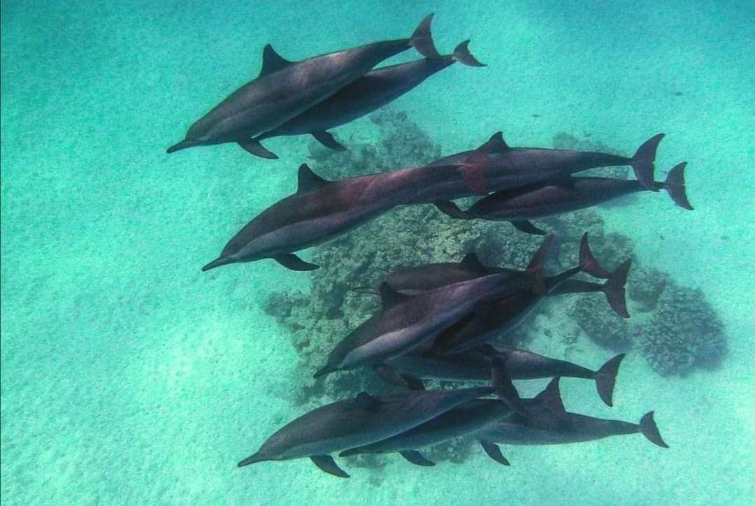 الدلافين في الاعماض بشواطئ مرسي علم