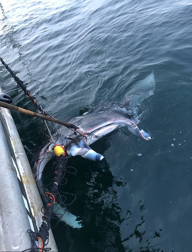 شباك أسماك القرش تقتل الدلافين والسلاحف بأستراليا وسط حالة من الغضب (5)