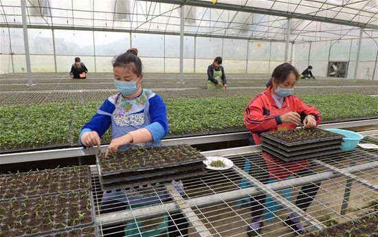 الزراعة فى الصين (7)