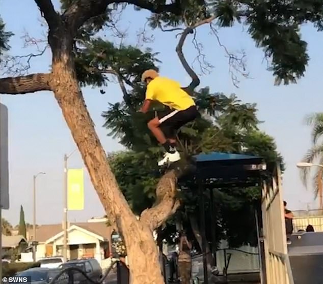 لحظة القفز بين الشجرة لحظة القفز بين الشجرة