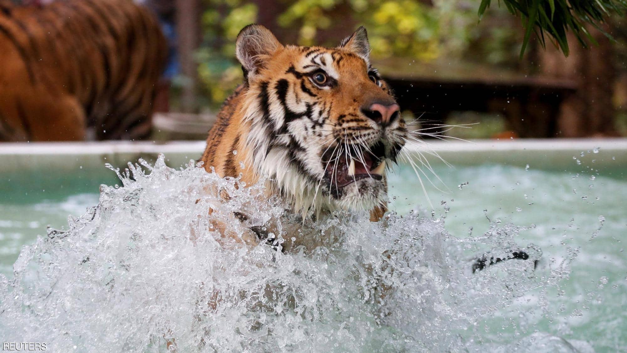 نمر يستمتع بالماء لتبريد جسمه