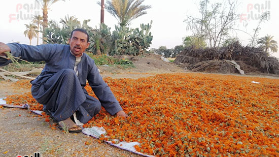 562799-المزارع-محمد-أحمد-عبد-الله-أمام-نباتاته-المزروعة-من-عباد-القمر---(3)