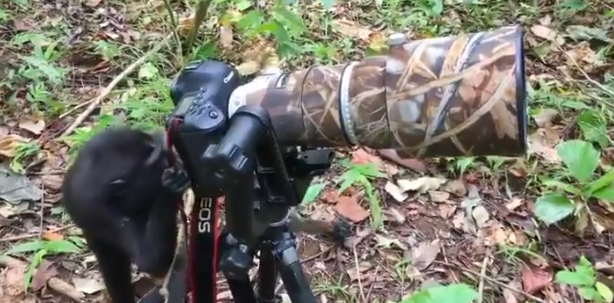 القرد يستخدم الكاميرا