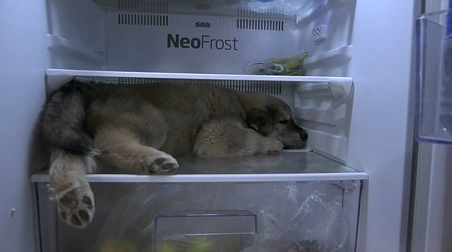 الكلب سوجى فى الثلاجة