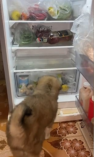 سوجى يفتح باب الثلاجة