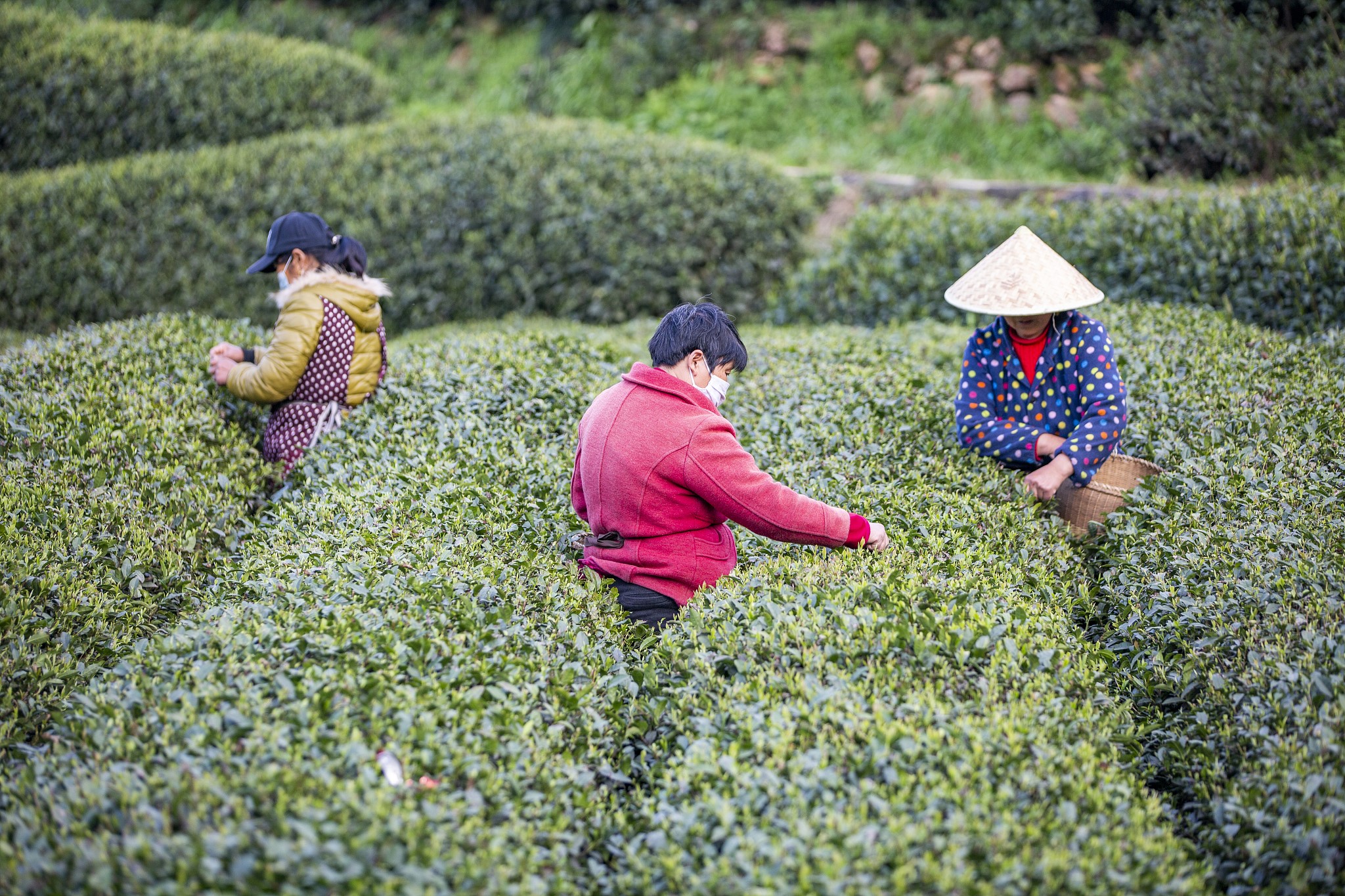 جمع الشاى الاخضر الصينى