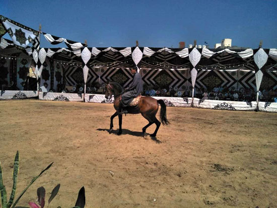مهرجان-الخيول-العربية-بكوم-حمادة-(3)