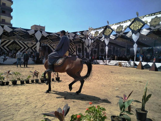 مهرجان-الخيول-العربية-بكوم-حمادة-(14)