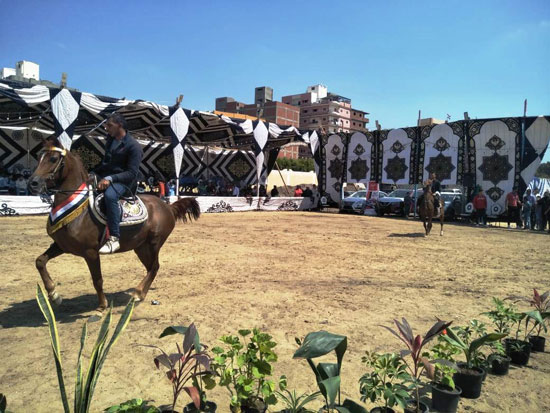 مهرجان-الخيول-العربية-بكوم-حمادة-(2)