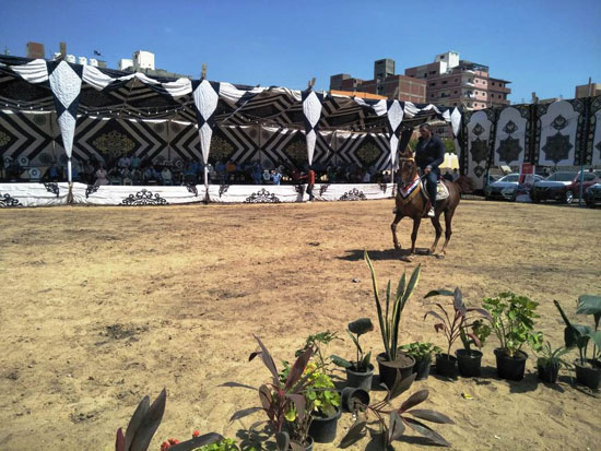 مهرجان-الخيول-العربية-بكوم-حمادة-(1)