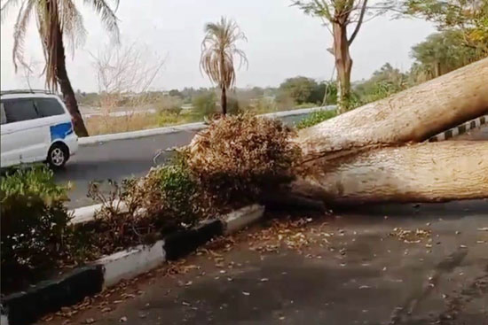 عاصفة ترابية قوية بالأقصر تتسبب فى سقوط شجرة ضخمة (2)