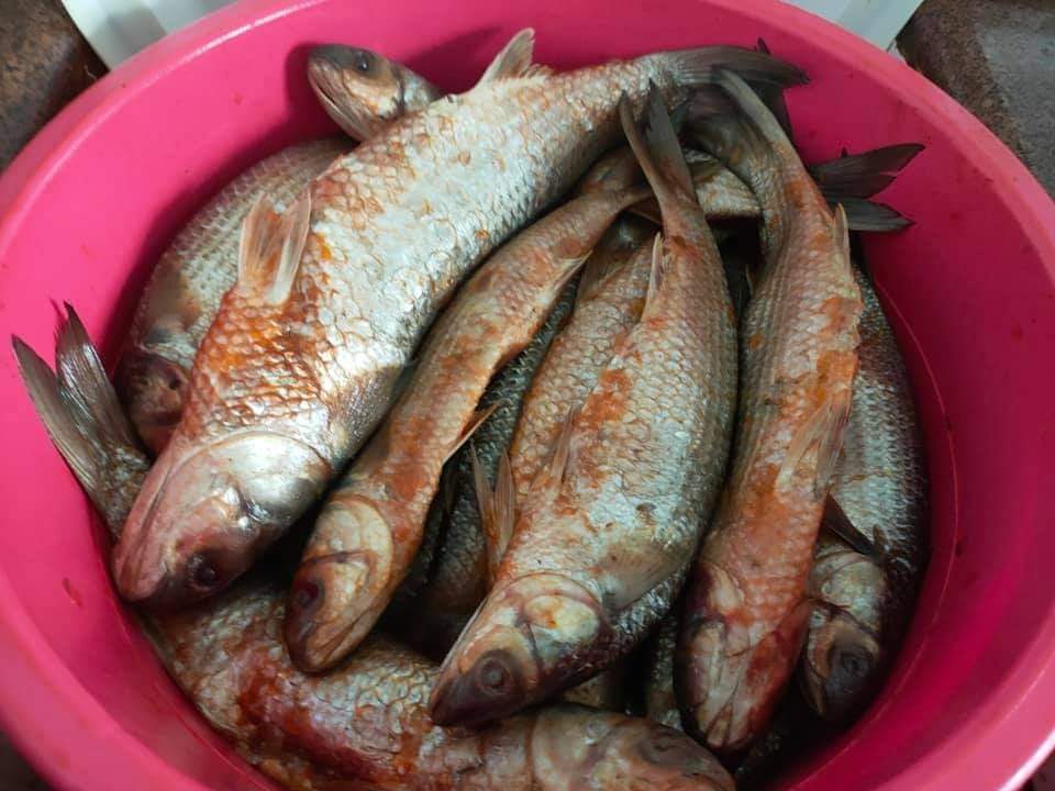 أسماك مملحة فى السويس (2)