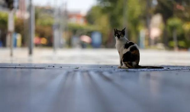 القطط فى الشوارع
