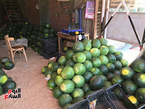 البطيخ-في-محافظة-الغربية