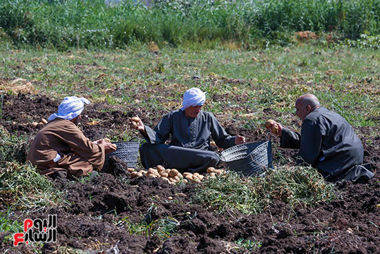 مزارعين يجمعون البطاطس