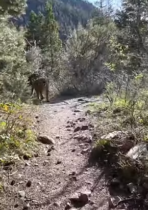 لحظة مواجهة رجلا أسد جبلى في ولاية يوتا الأمريكية (2)