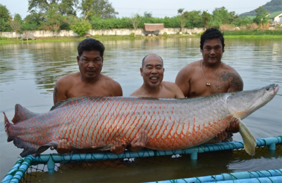 أكبر الأسماك (4)